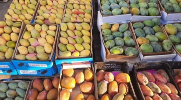 أسعار الفاكهة في سوق العبور الأحد 19-10-2025: تراجع ملحوظ يؤثر على المستهلكين والتجار